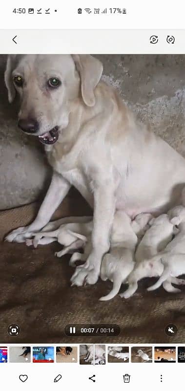 Labrador puppies available 4