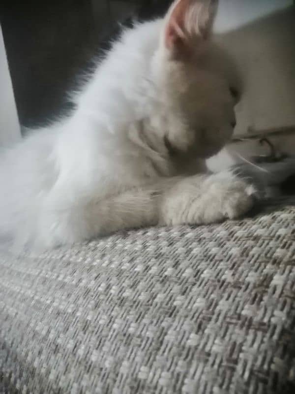 persian cat 0