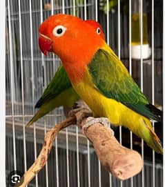 green opline fisher parrot