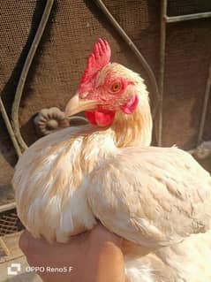 desi hen for sale urgent sale