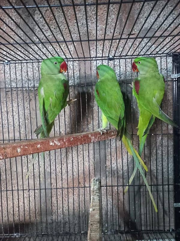 parrot for sale 0