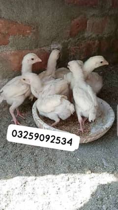 Aseel Heera chicks paper white