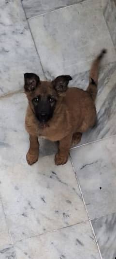 Belgian malinois