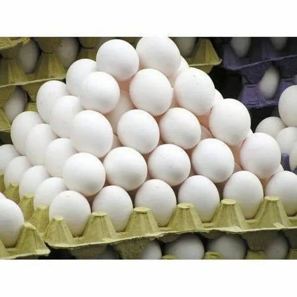 Fresh Egg 60 and 46 Gram plus Avaliable 0