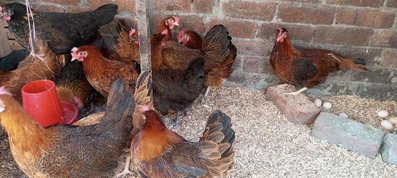 Golden mission egg laying murgiyan desi murgi 2