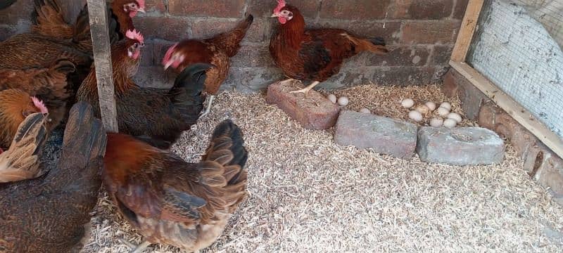 Golden mission egg laying murgiyan desi murgi 4