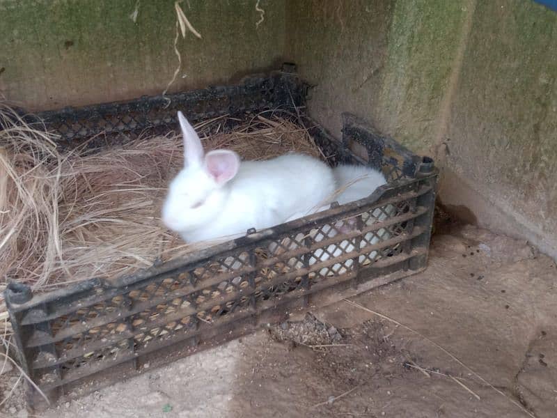 newziland white pair for sale 0