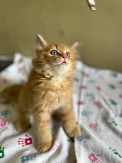 ginger persion kitten