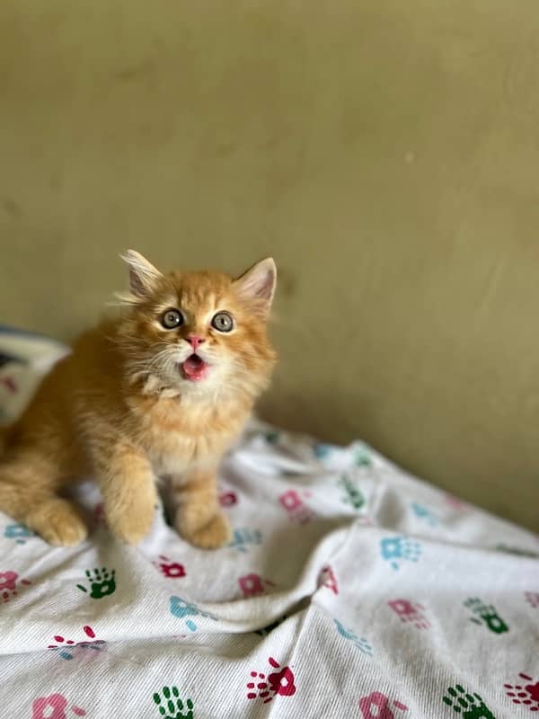 ginger persion kitten 1