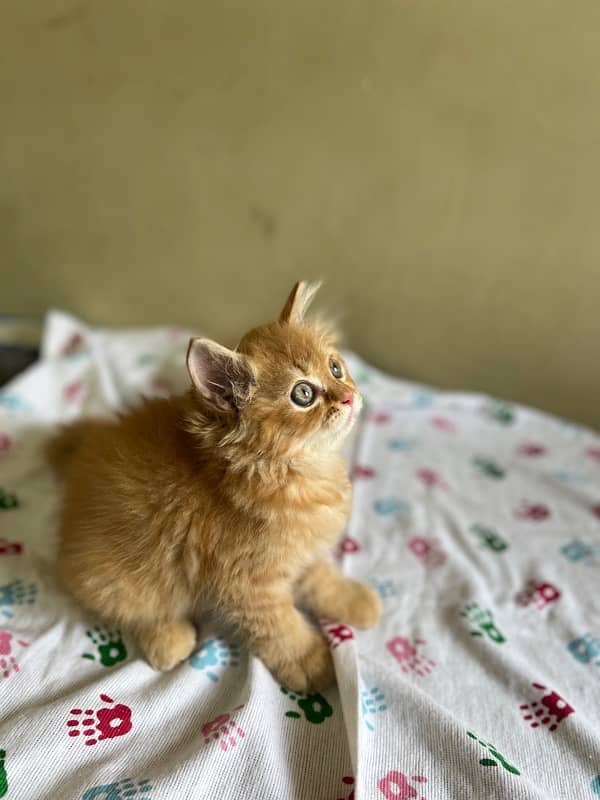 ginger persion kitten 2