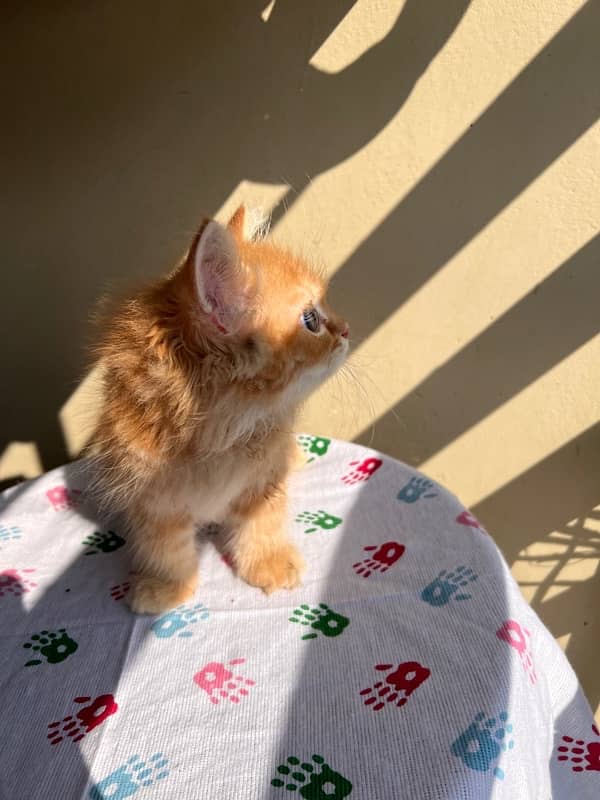 ginger persion kitten 5