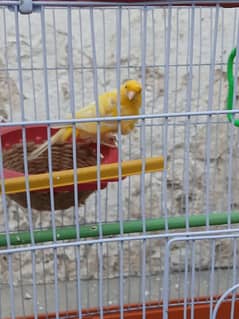 frill canary male is singing