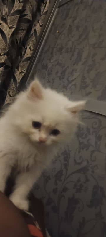 Persian kitten 0