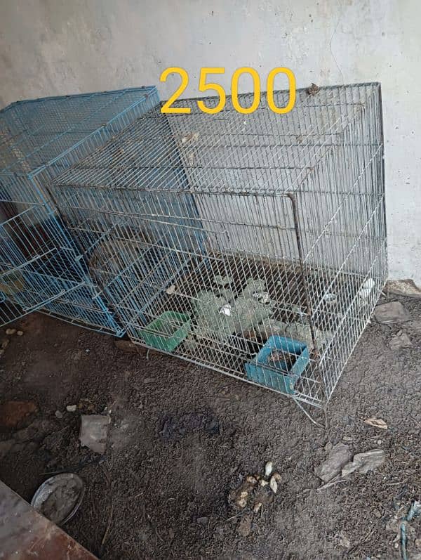 cage for sale 03157971774 1