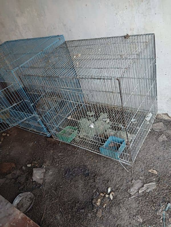 cage for sale 03157971774 4