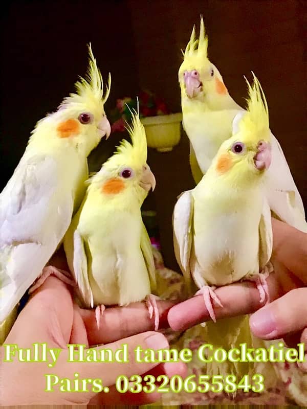 Fully hand tamed Friendly common white & Eno red eyes cocktail pair 4