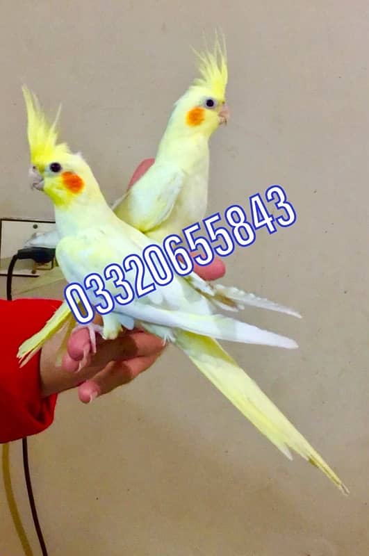 Fully hand tamed Friendly common white & Eno red eyes cocktail pair 5