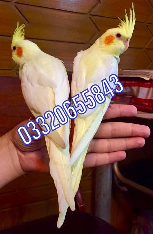 Fully hand tamed Friendly common white & Eno red eyes cocktail pair 8