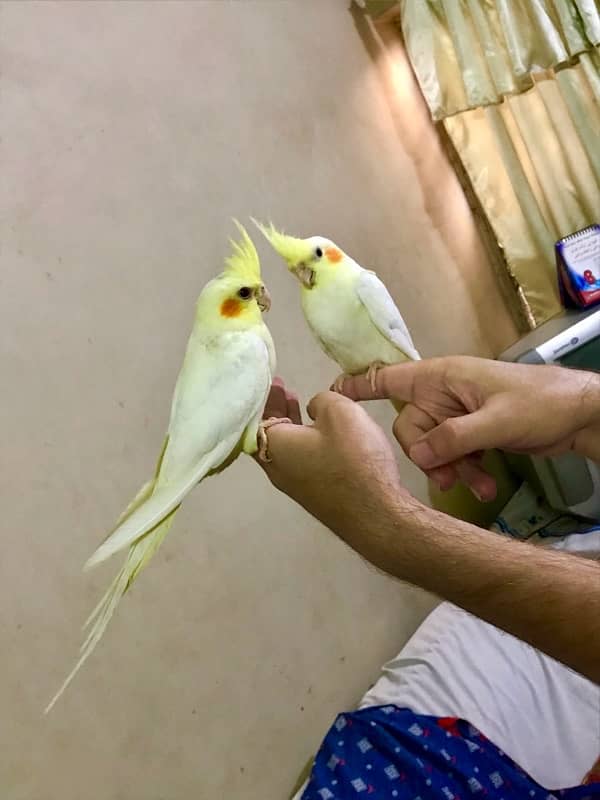 Fully hand tamed Friendly common white & Eno red eyes cocktail pair 9