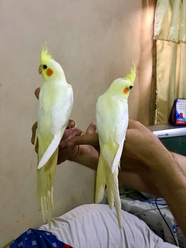 Fully hand tamed Friendly common white & Eno red eyes cocktail pair 10