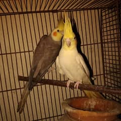 cocktail 2 pair most urgent sale  breeder 100%