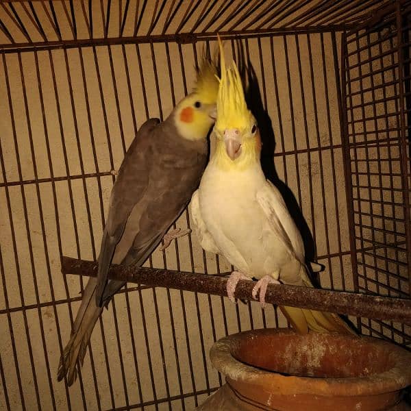 cocktail 2 pair most urgent sale  breeder 100% 0