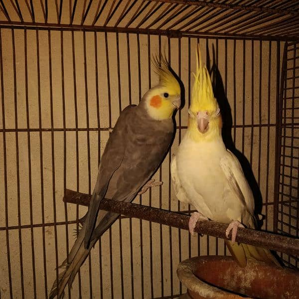 cocktail 2 pair most urgent sale  breeder 100% 1