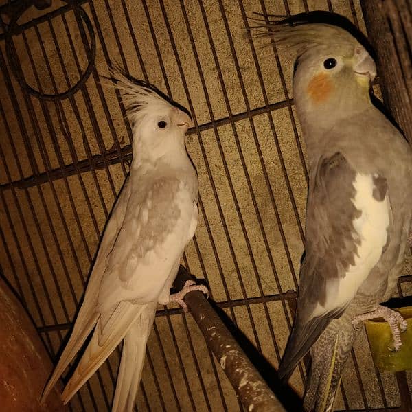 cocktail 2 pair most urgent sale  breeder 100% 2