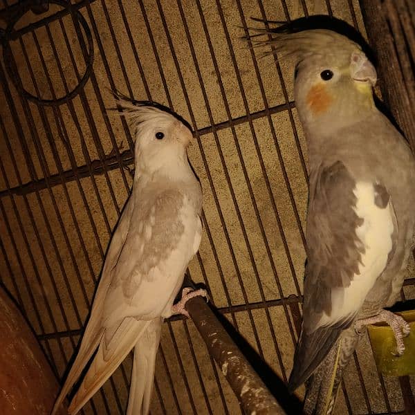 cocktail 2 pair most urgent sale  breeder 100% 3