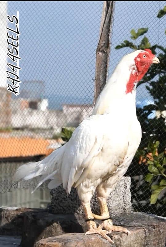 quality heera aseel chicks pair for sale(murga aur murgi) 1