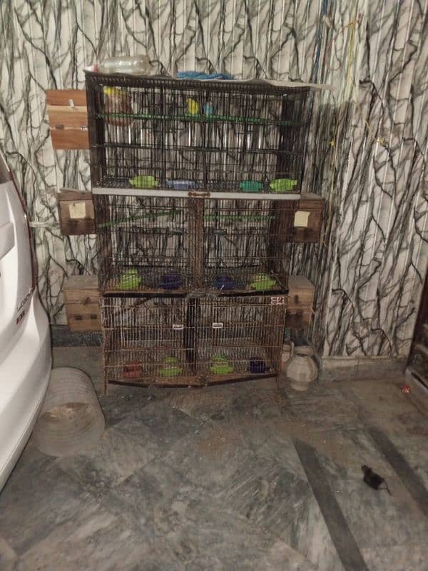 all breeder setup for sale garrenty Wala pair ha detail neecha likhi h 6