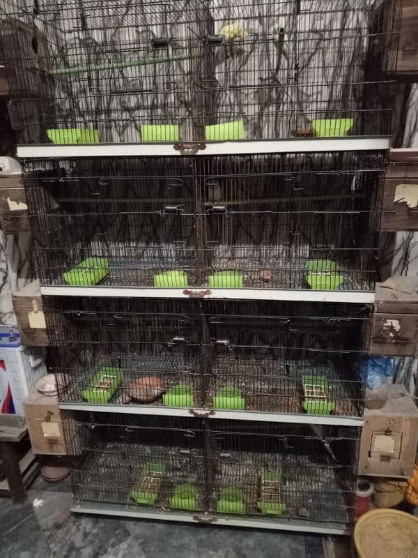 all breeder setup for sale garrenty Wala pair ha detail neecha likhi h 7