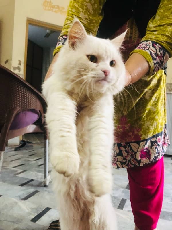 Triple coat Male persian white fully loving and trained 0