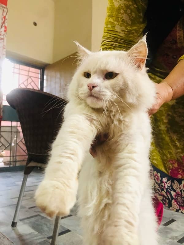 Triple coat Male persian white fully loving and trained 1