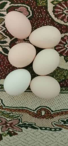 austrloop golden misri mix fartile egg available. only cal ya watasapp