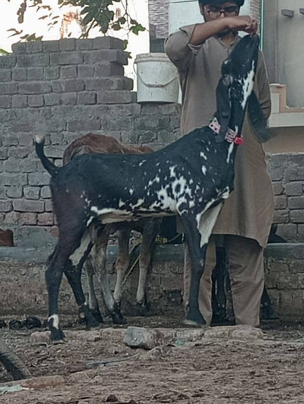 Makhi Chini Gaban Bakri Sale 5