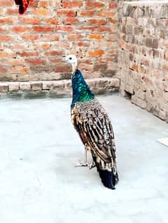 peacock for sale