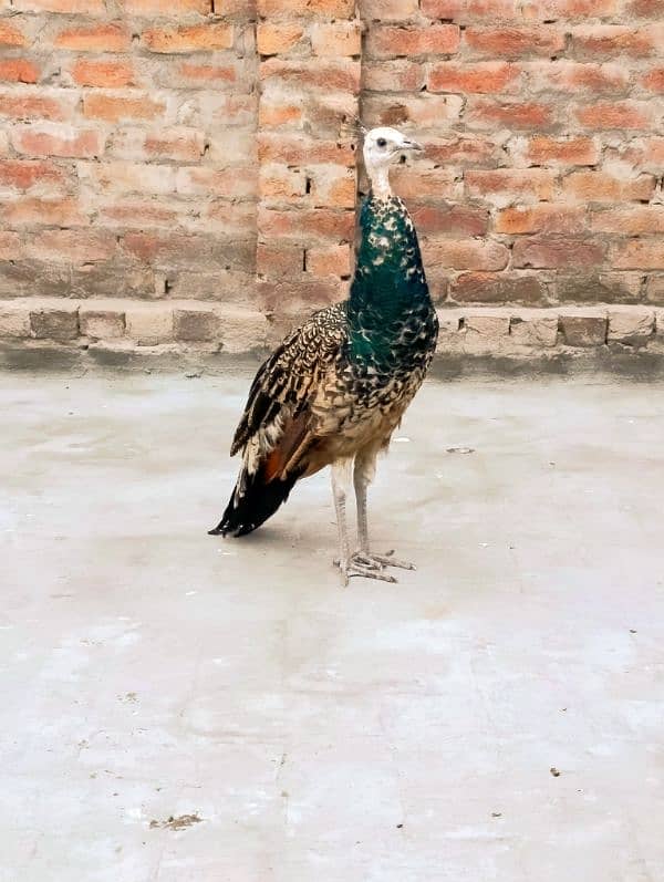 peacock for sale 1