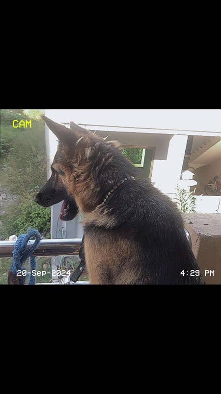 German shepherd non pedigree long coated 1