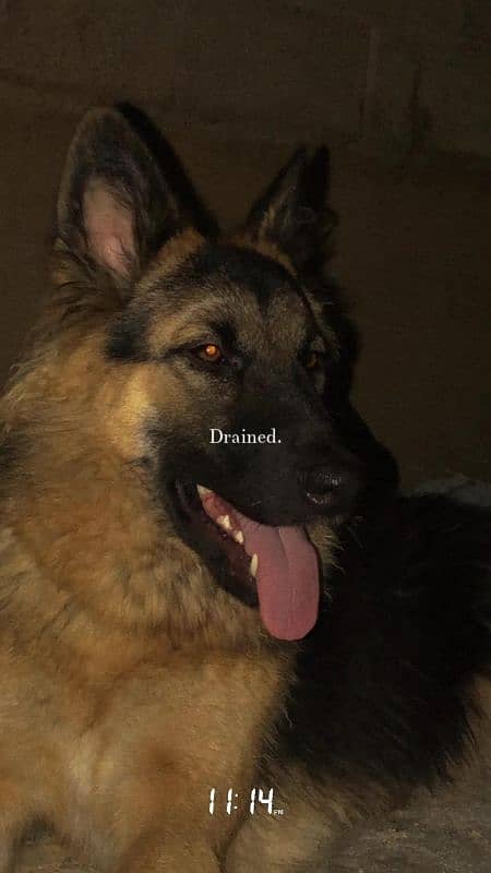 German shepherd non pedigree long coated 2