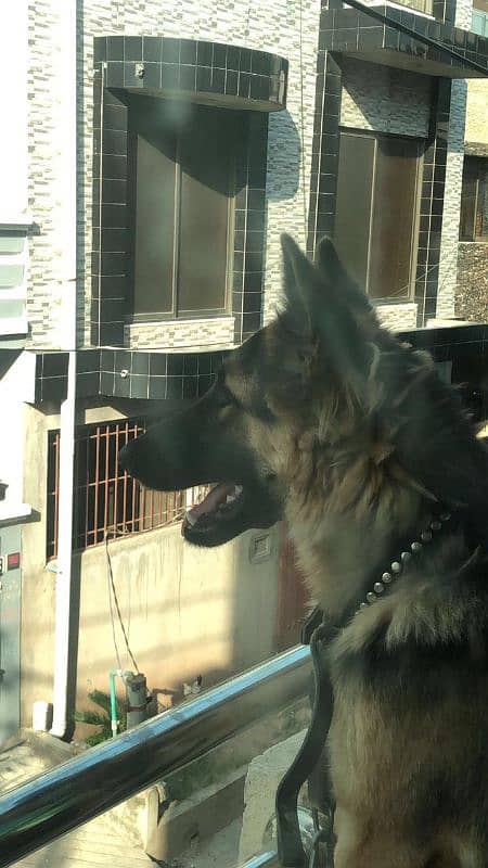 German shepherd non pedigree long coated 3