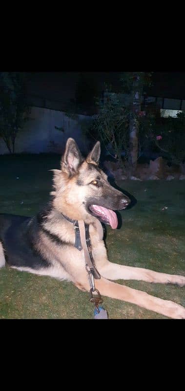 German shepherd non pedigree long coated 4