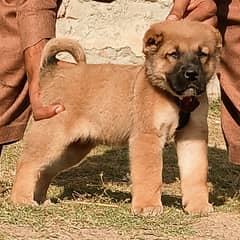 king Turkish kangal male dabal hadi full security dogs for sale