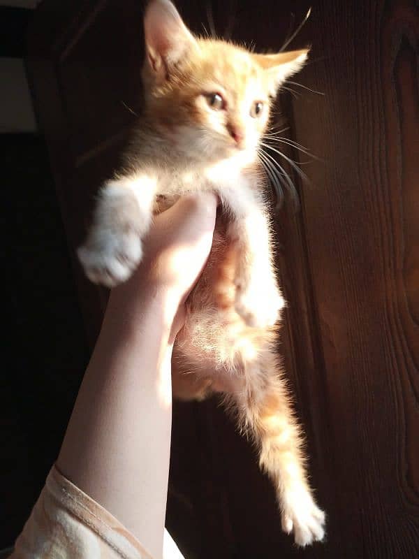 cute kitten male 2 month for sell 1