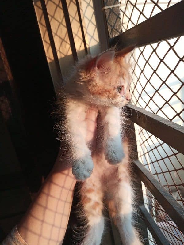 cute kitten male 2 month for sell 5