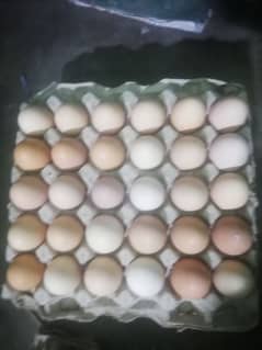 Desi anaday and Loman brown egg available 03270071900