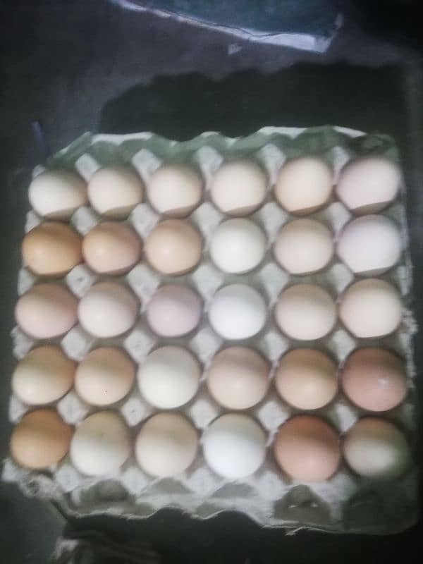 Desi anaday and Loman brown egg available 03270071900 0