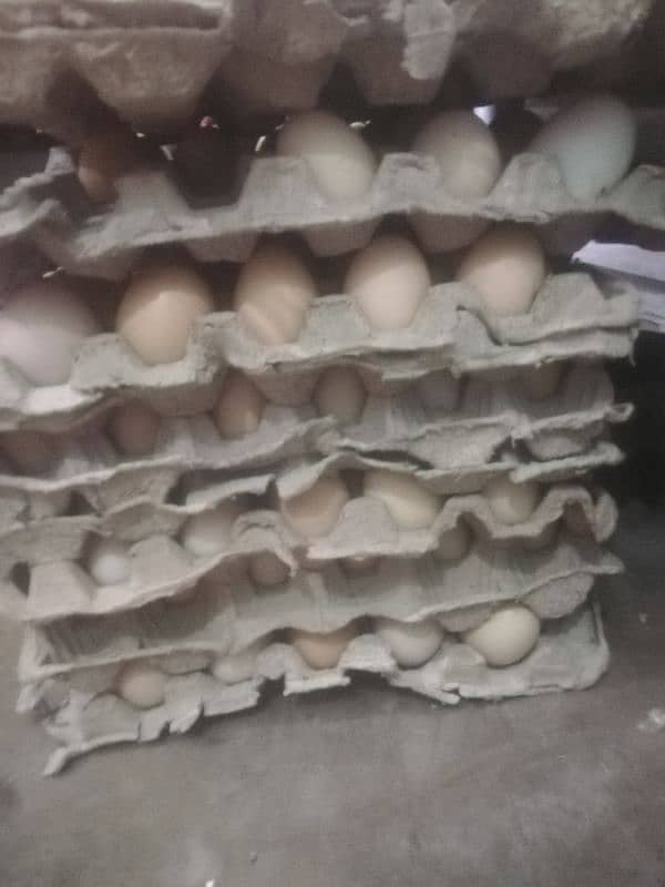 Desi anaday and Loman brown egg available 03270071900 1