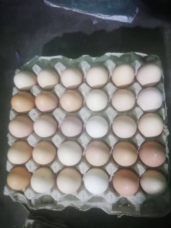 Desi anaday and Loman brown egg available 03270071900 2