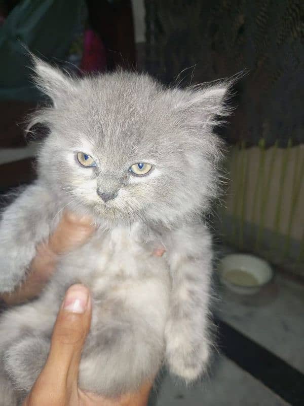 Persian cat 0